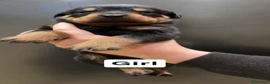 Rottweiler 8