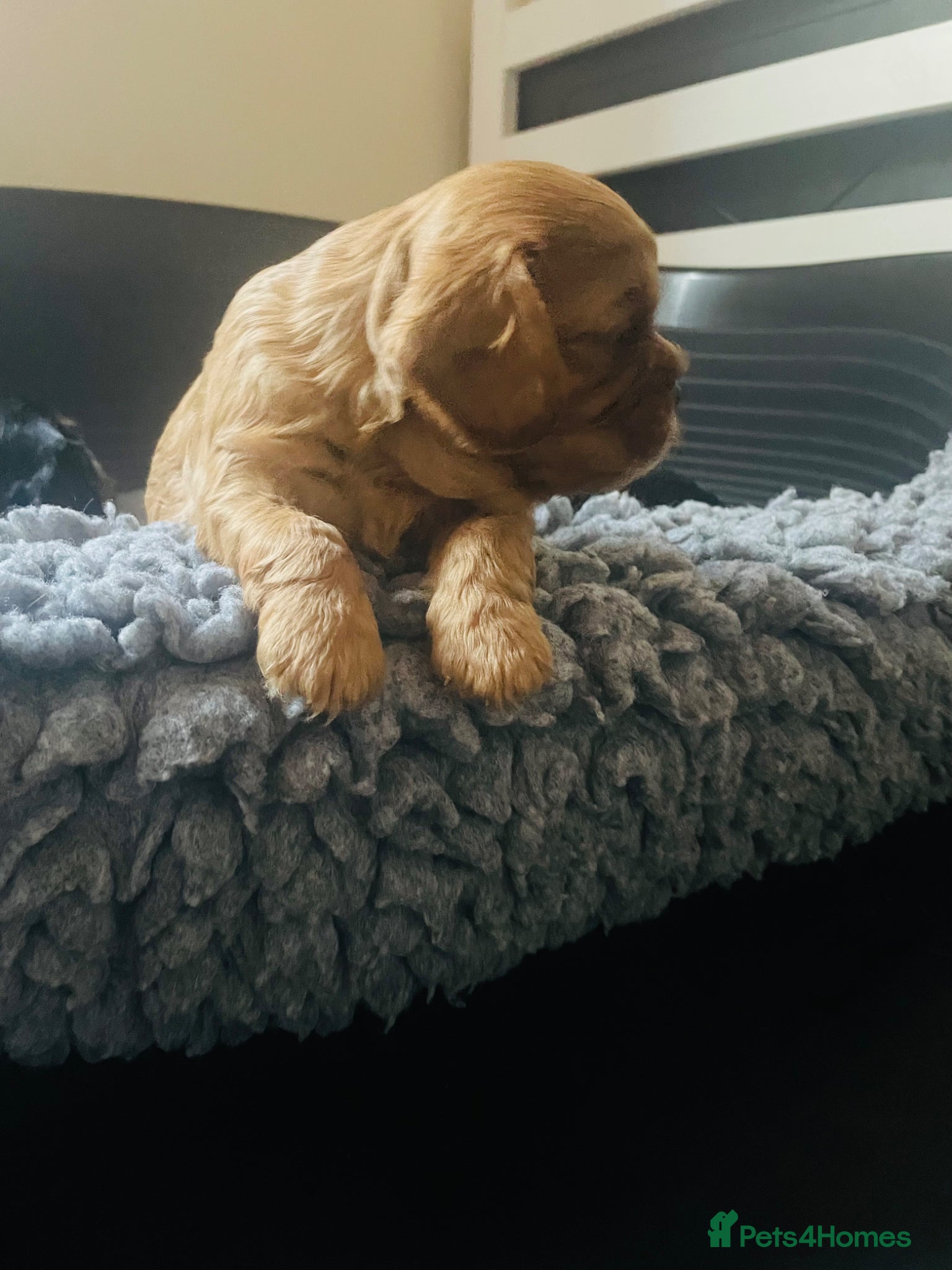 Cavalier King Charles Spaniel dogs for sale: King Charles cavalier babies  - Advert 20