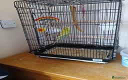 Budgerigars birds for sale: 7 month old Green female budgie  - Image 4