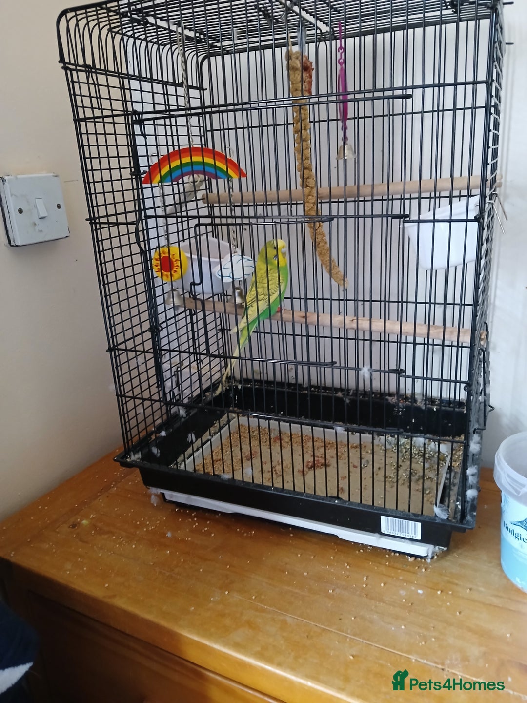 Budgerigars birds for sale: 7 month old Green female budgie  - Image 4