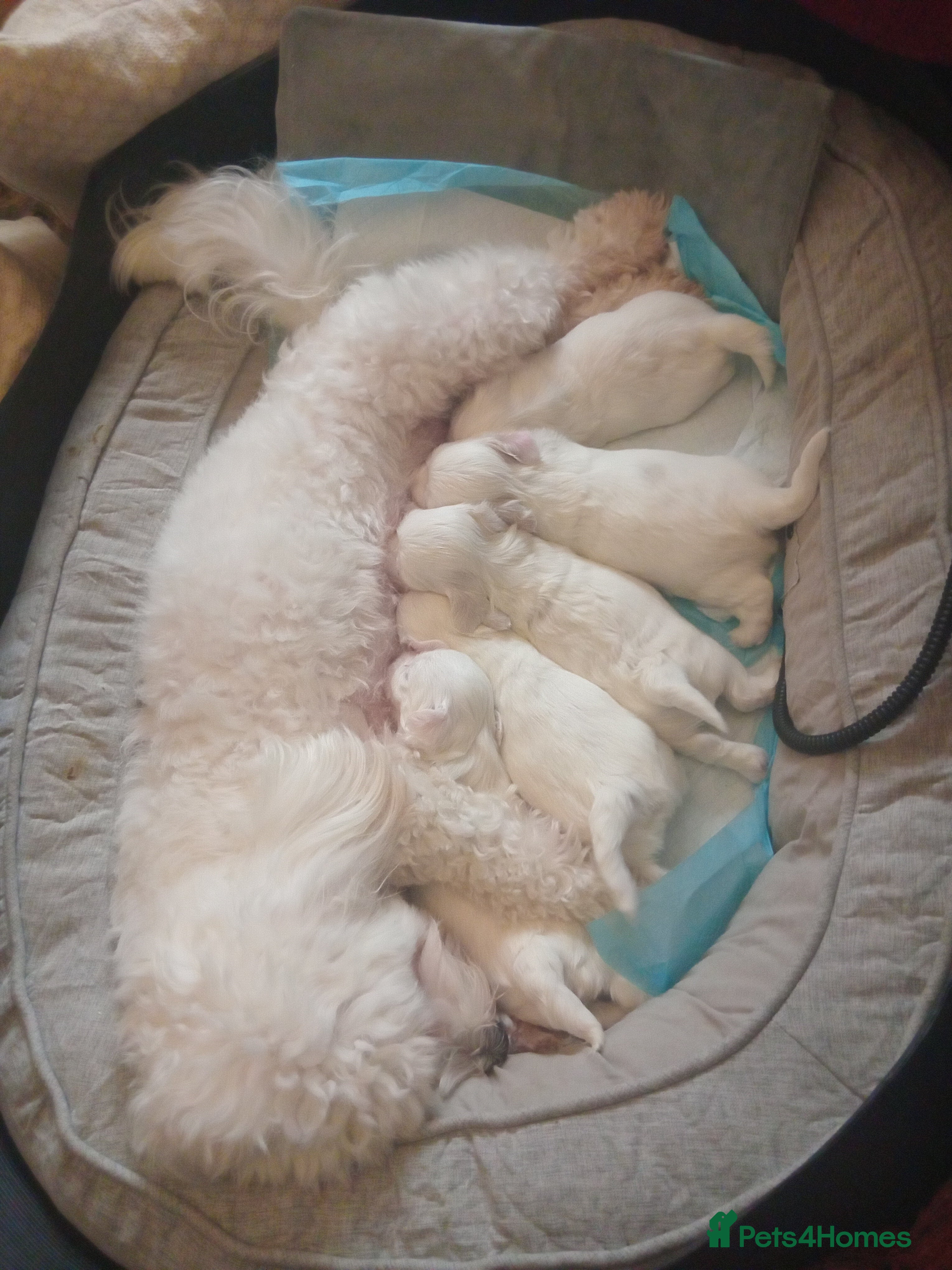 Maltese dogs 5 maltese puppies for sale  - Advert 1