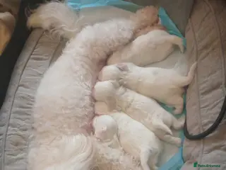 Maltese dogs 5 maltese puppies for sale - Advert 2