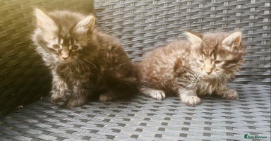 Mixed Breed cats - Advert 8