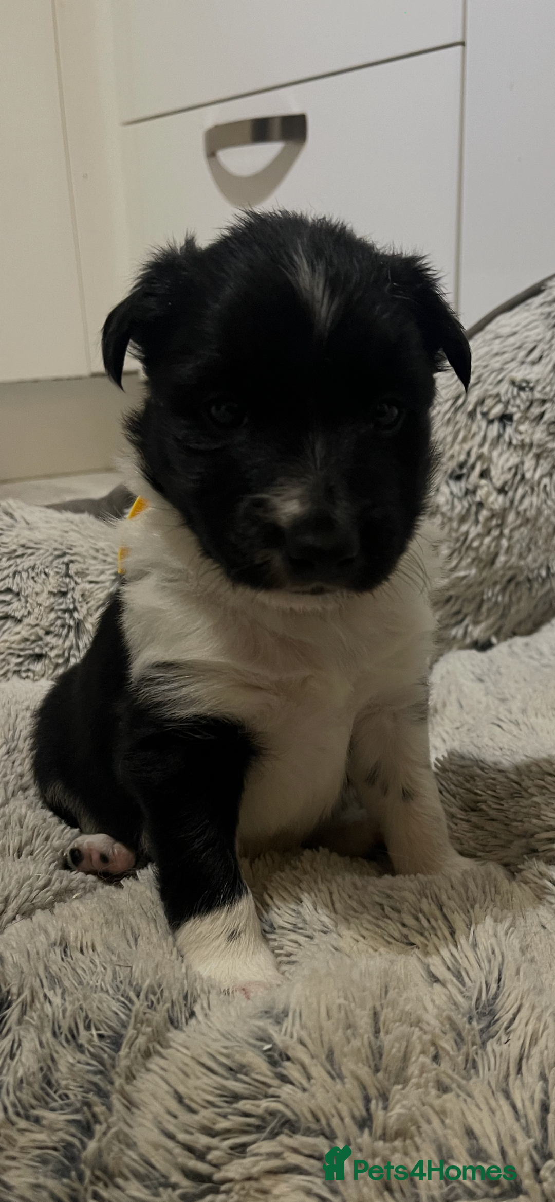 Border Collie dogs for sale: Traditional Border Collie puppies - Newport - Advert 4