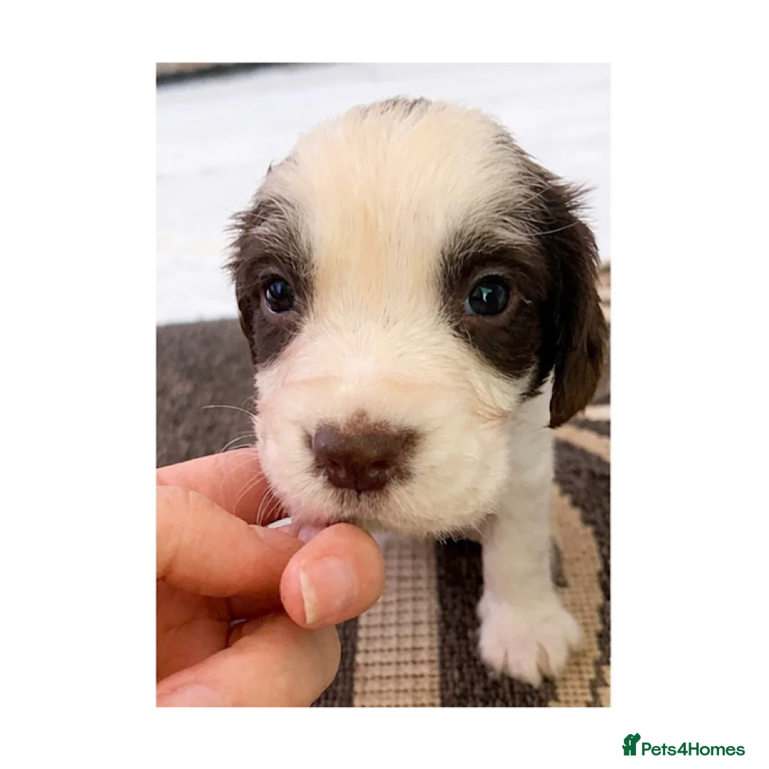 English Springer Spaniel dogs for sale: KC Working Springer Spaniel Puppies 2 Boys left - Advert 2