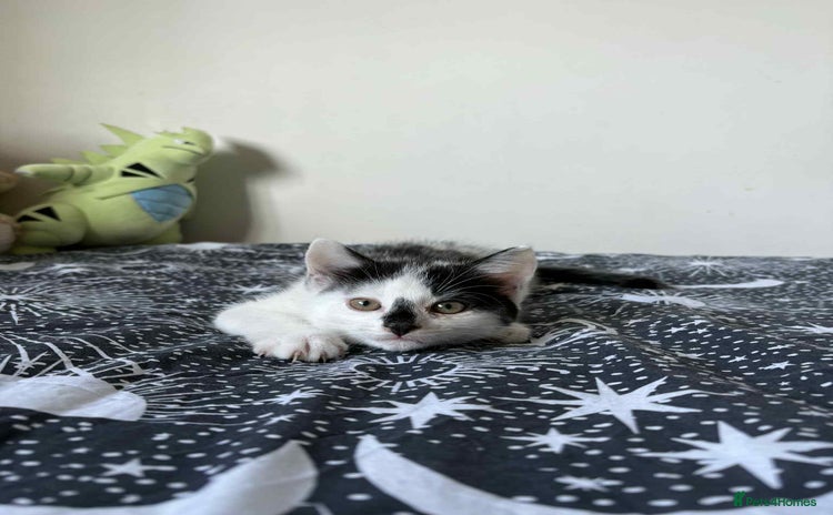 Mixed Breed cats - Advert 7