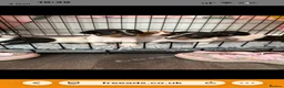 Jack Russell dogs for sale: 5 beautiful puppies  - Advert 10
