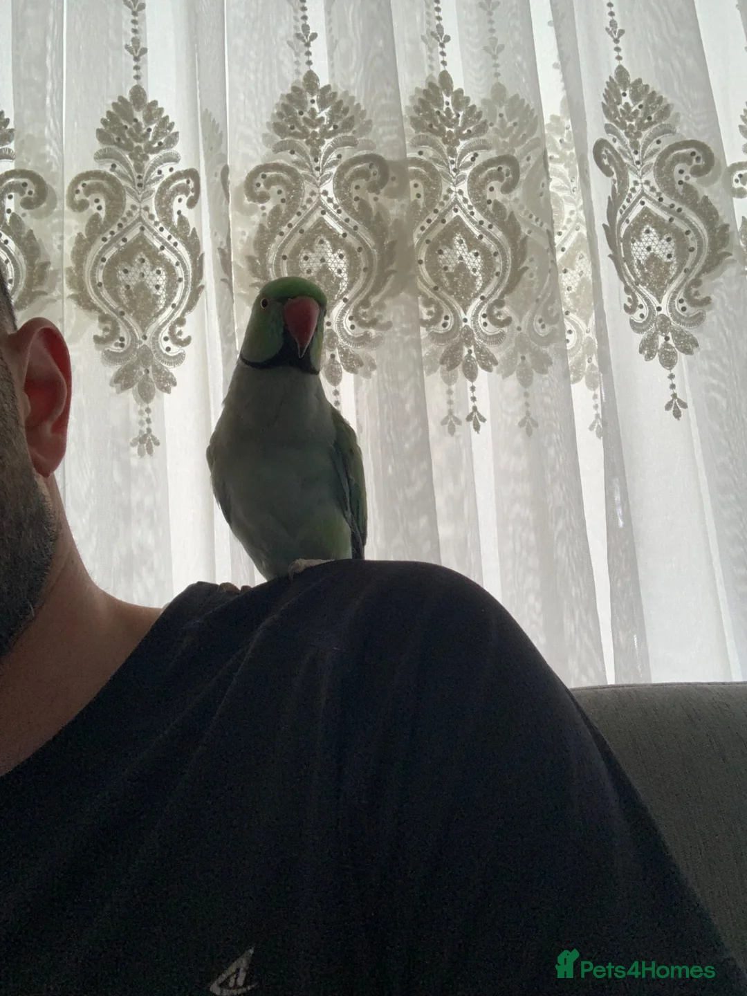 Ringnecks birds for sale: Pair of Ringneck  in Bolton - Advert 2