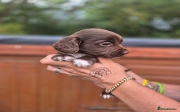 Sprocker dogs for sale: Beautiful Sprocker pups - Image 6