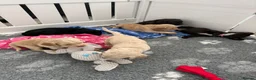 Cocker Spaniel dogs for sale: Stunning litter of home bred working cockers in Accrington - Advert 12