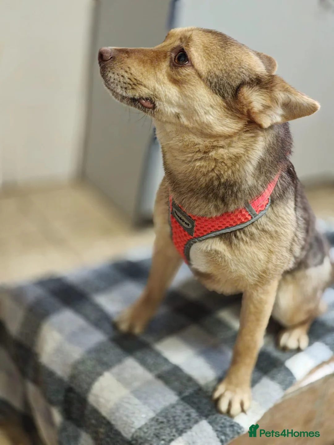 Mixed Breed dogs for adoption: ❤️🐶 RUDYA – QUIET, DELICATE… AND WAITING 🐶❤️ in Burton-on-Trent - Advert 18