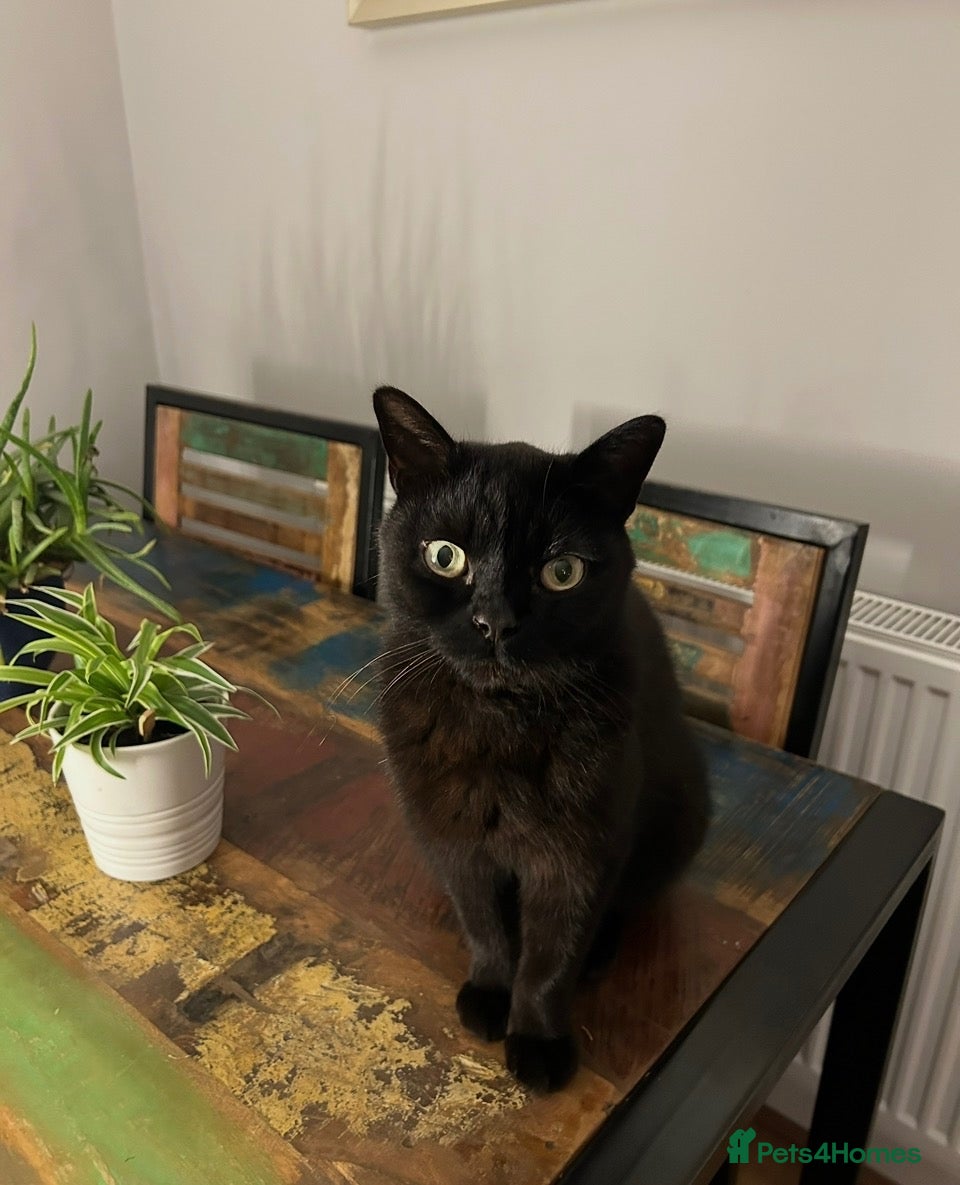 British Shorthair cats Cat Rehoming  - Advert 1