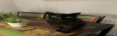 Sammy