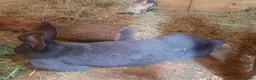 Continental Giant rabbits for sale: Beautiful Pure Giant Continentals Babies - Advert 10