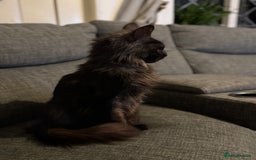 Maine Coon cats for sale: Registered TICA Blue Smoke Maine Coon Kittens - Image 9