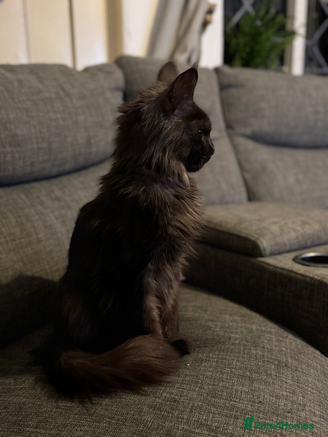 Maine Coon cats for sale: Registered TICA Blue Smoke Maine Coon Kittens - Image 9