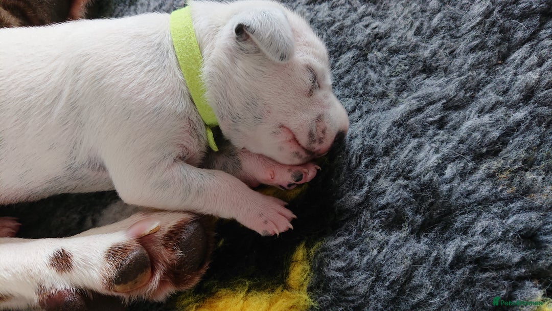 Dalmatian dogs for sale: Looking for 5* homes   - Image 15
