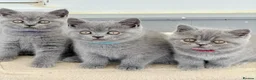 British Shorthair cats for sale: GCCF reg British Shorthair kittens ready to go now - Advert 8