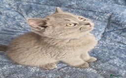 British Shorthair cats for sale: READY NOW, GCCF BLH & PET BSH PEDIGREE KITTENS - Image 13