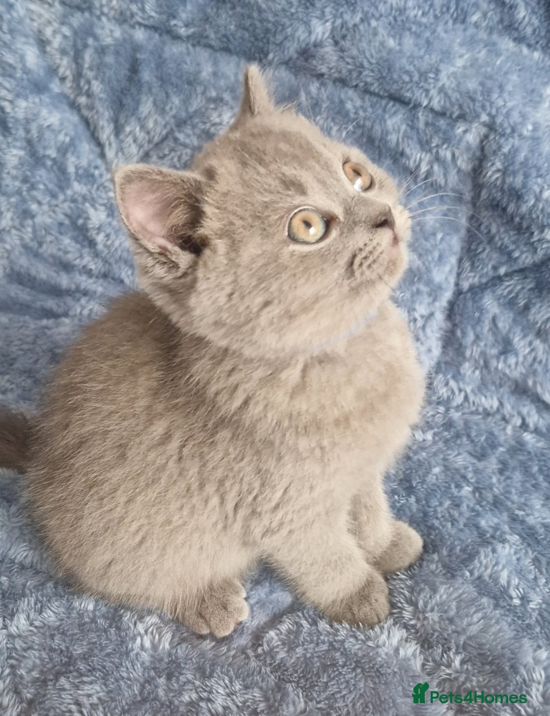 British Shorthair cats for sale: READY NOW, GCCF BLH & PET BSH PEDIGREE KITTENS - Image 13