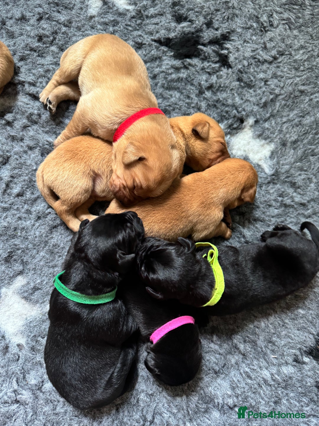 Labrador Retriever dogs for sale: Beautiful Labrador Retriever puppies - Image 20
