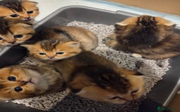 Scottish Fold cats for sale: Scottish Fold Kittens - Image 16