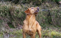 Labrador Retriever dogs for sale: Gorgeous KC Red Labrador Pups - Image 5