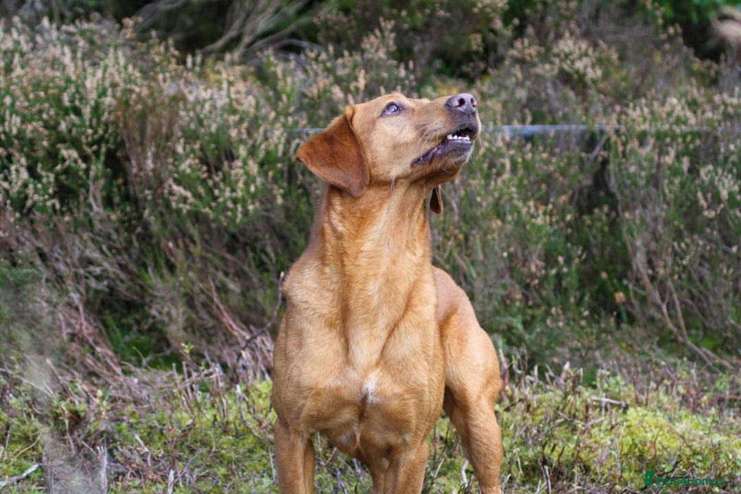 Labrador Retriever dogs for sale: Gorgeous KC Red Labrador Pups - Image 5