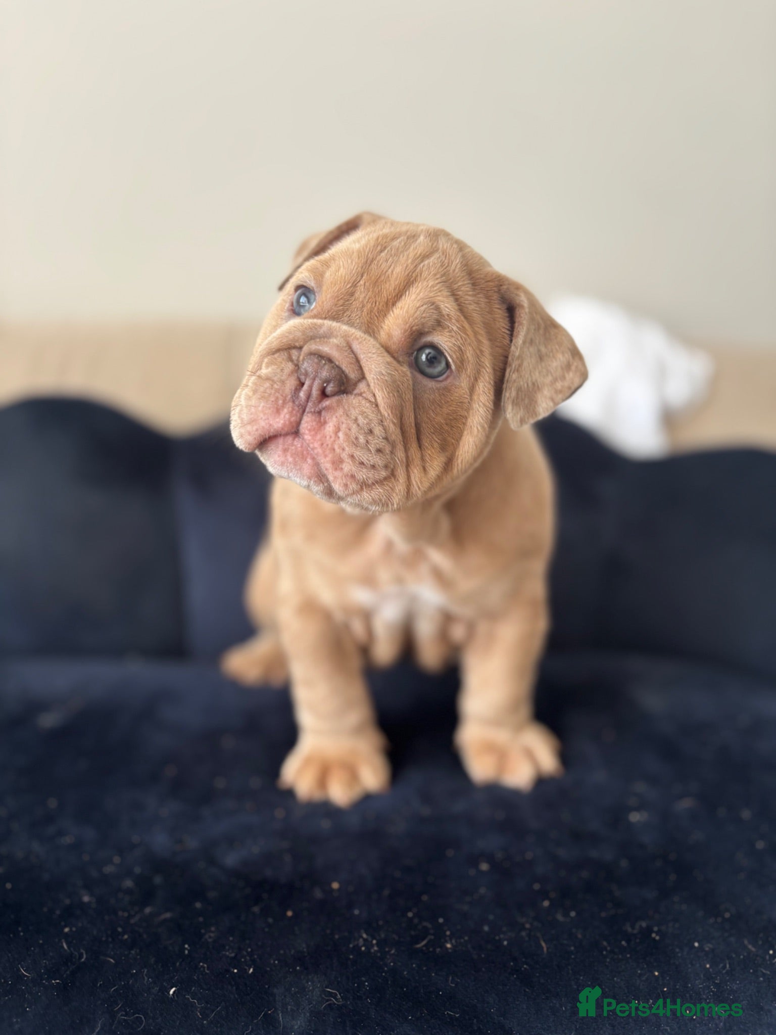 English Bulldog dogs Gorgeous English Bulldogs  - Advert 2