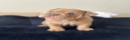 English Bulldog dogs for sale: Gorgeous English Bulldogs  - Advert 12