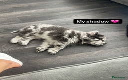 Chow Chow dogs for sale: Beautiful merle chow chow puppy  - Image 5