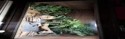 Leopard Gecko reptiles for sale: Albino Leopard Gecko in Salisbury - Advert 3