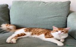 Domestic Shorthair cats for sale: Friendly white and ginger male - Image 2