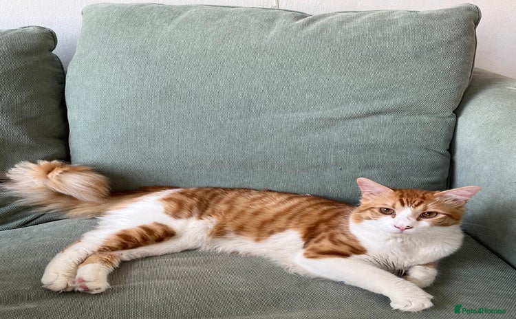 Domestic Shorthair cats - Advert 16