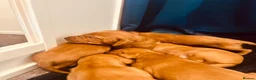 Hungarian Vizsla dogs for sale: Stunning Hungarian vizsla puppies x9 - Advert 19