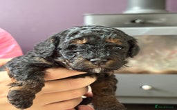 Cavapoo dogs for sale: 2 adorable male Cavapoo Puppies ! 🐾 - Image 9