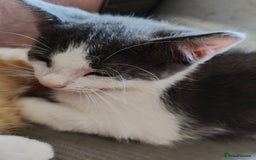 Mixed Breed cats for sale: Gorgeous Part BSH kittens ready to go now - Image 36