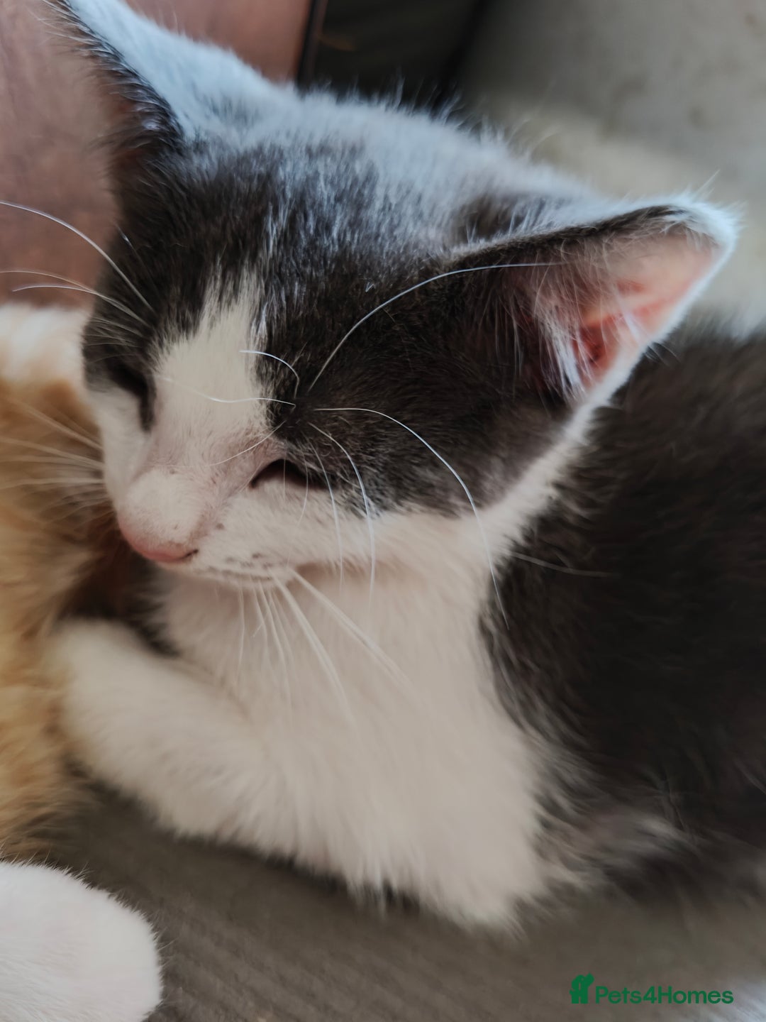 Mixed Breed cats for sale: Gorgeous Part BSH kittens ready to go now - Image 36