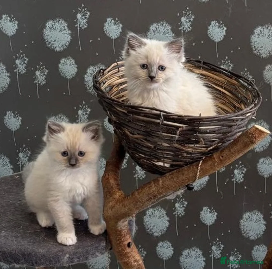 Ragdoll cats for sale: GCCF registered Ragdol kittens  - Advert 2