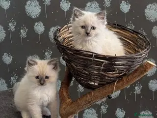 Ragdoll cats GCCF registered Ragdol kittens - Advert 7