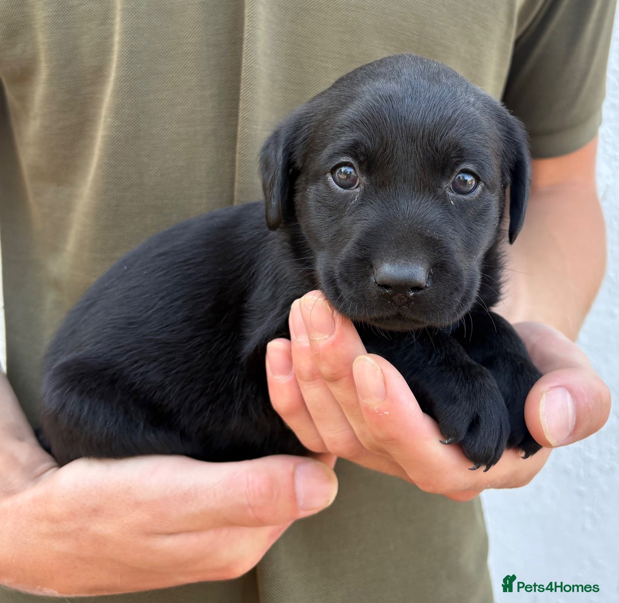 Labrador Retriever dogs Labrador puppies  - Advert 2