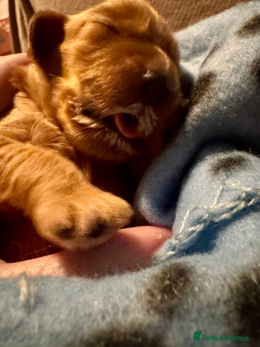 Cockapoo dogs for sale: Red Cockapoo girls F1b - Advert 4