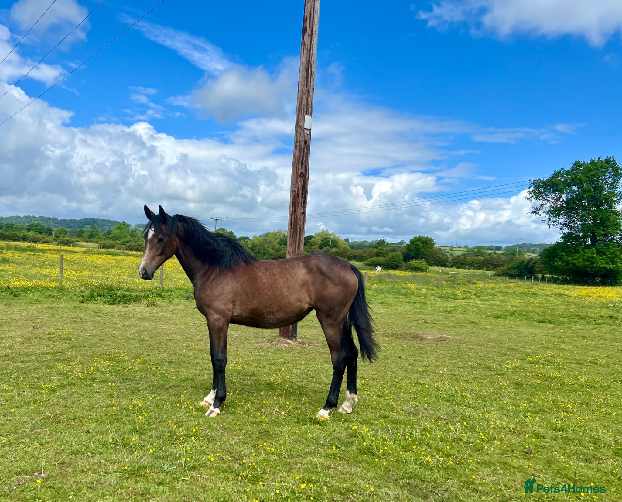 British Warmblood horses Stunning grey filly Chrysler Key  - Advert 1