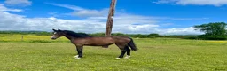 British Warmblood horses for sale: Stunning grey filly Chrysler Key  - Advert 1