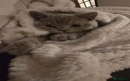British Shorthair cats for sale: Male Leo  - Image 6