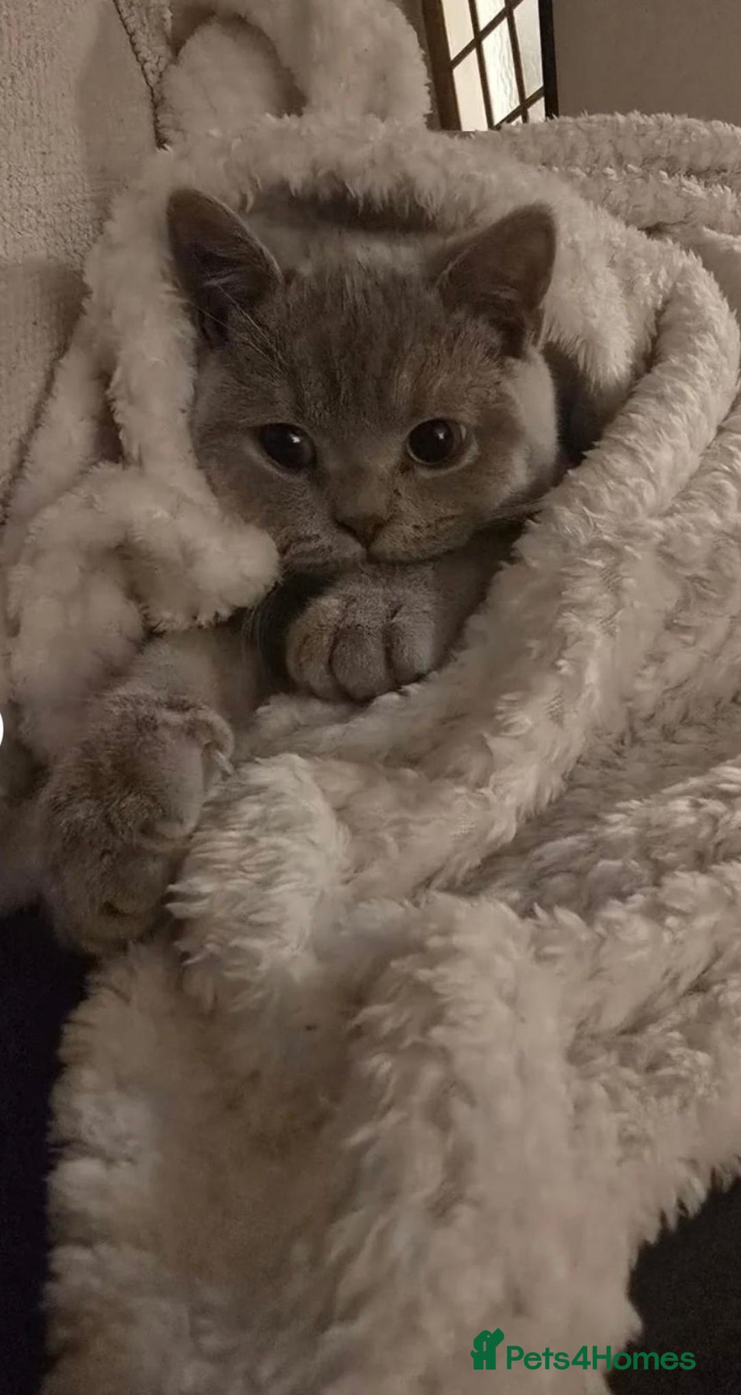 British Shorthair cats for sale: Male Leo  - Image 6