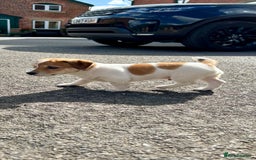 Jack Russell dogs for sale: Jack Russell pups for sale - Image 2