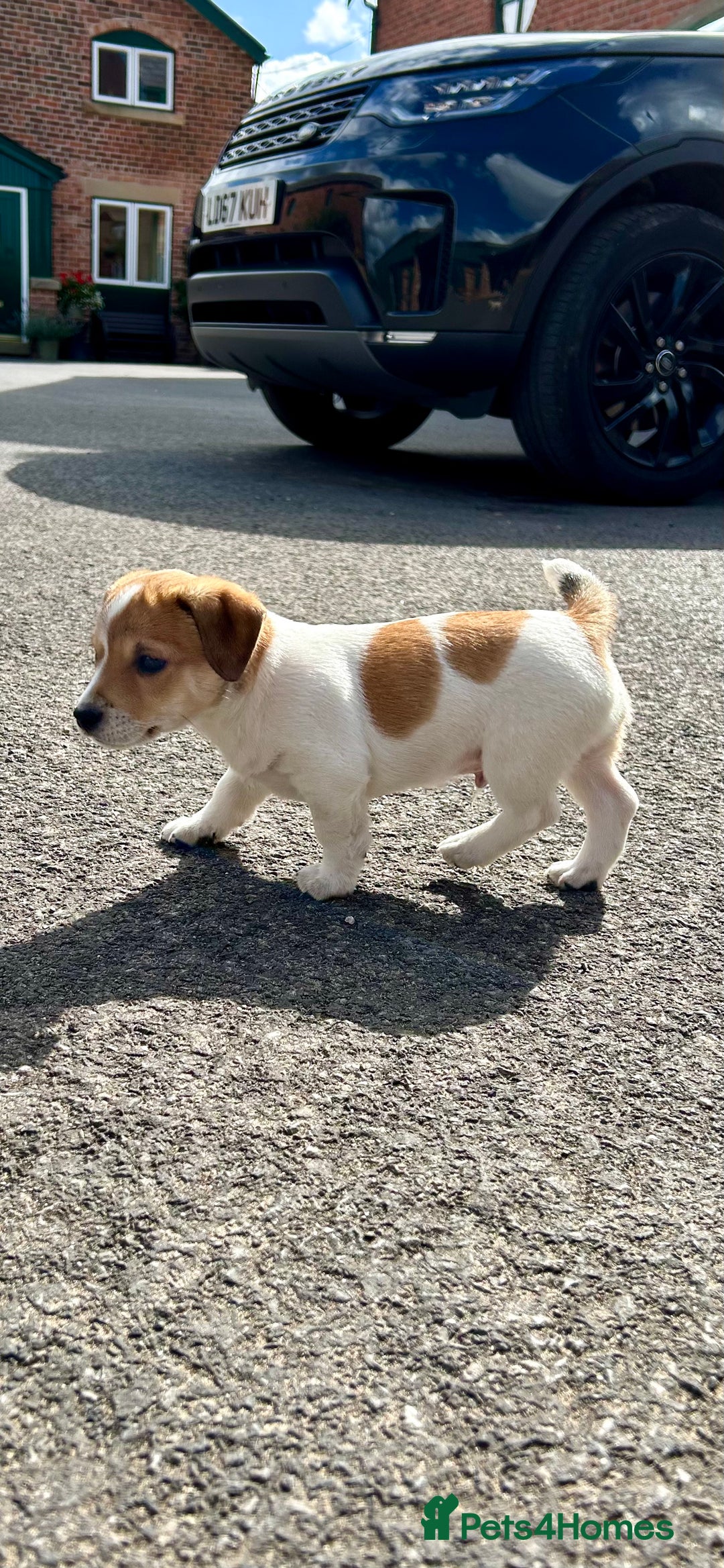 Jack Russell dogs for sale: Jack Russell pups for sale - Image 2
