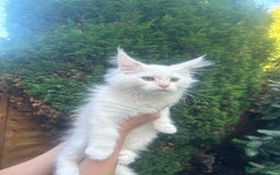 Maine Coon cats for sale: Main Coon kittens for sale - Image 10