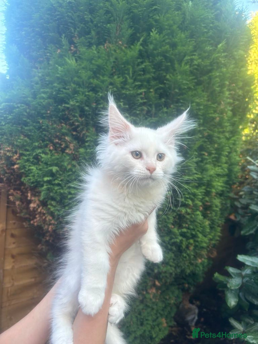 Maine Coon cats for sale: Main Coon kittens for sale - Image 10